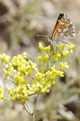 Eriogonum microtheca ambiguum
