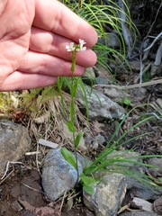 Arabis eschscholtziana