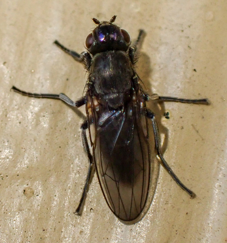 Cirrula hians (Say, 1830)