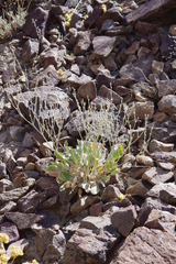 Eriogonum rupinum