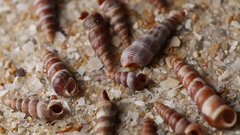 Zeacumantus plumbeus