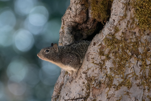iNaturalist observation photo of Douglas's Ground Squirrel
