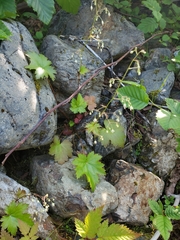 Heuchera glabra