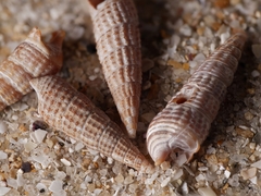 Cacozeliana granarium