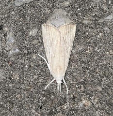 Calamotropha paludella