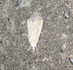 Calamotropha paludella