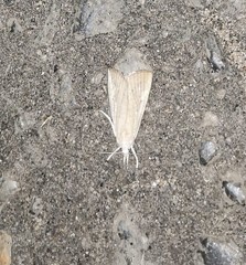 Calamotropha paludella