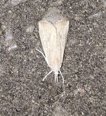 Calamotropha paludella