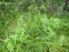 Carex joorii