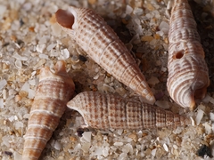 Cacozeliana granarium