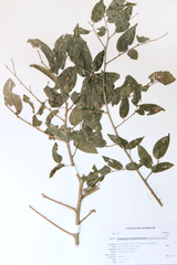 Diospyros mespiliformis