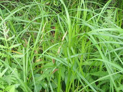 Carex joorii