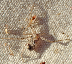 Philodromus californicus