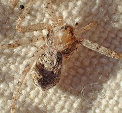 Philodromus californicus