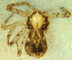 Philodromus californicus