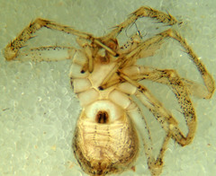 Philodromus californicus