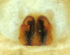 Philodromus californicus