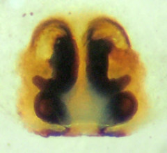 Philodromus californicus