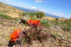 Castilleja rupicola