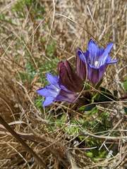 Gentiana affinis ovata