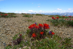 Castilleja rupicola