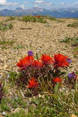 Castilleja rupicola