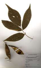 Millettia mossambicensis
