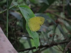 Eurema