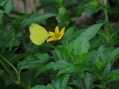 Eurema blanda