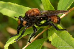 Laphria lata