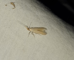 Schoenobiinae