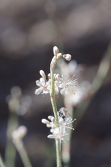 Eriogonum panamintense