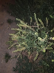 Lepidium ruderale