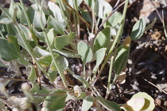 Eriogonum panamintense