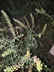 Lepidium ruderale