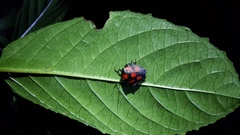 Brachystethus rubromaculatus