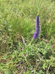 Veronica porphyriana