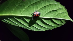 Brachystethus rubromaculatus