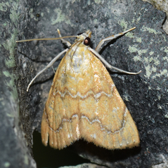 Glaphyria sesquistrialis