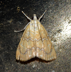 Glaphyria sesquistrialis