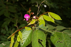 Millettia mossambicensis