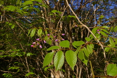 Millettia mossambicensis