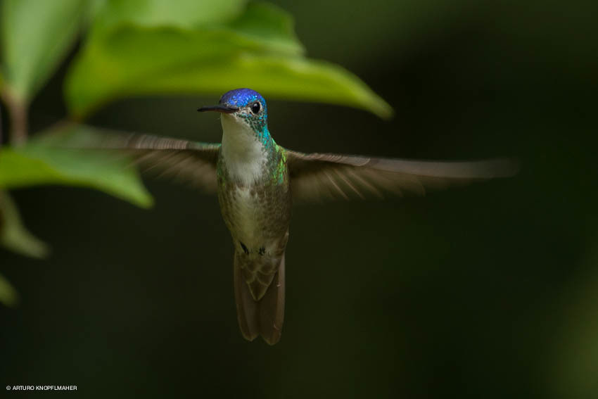 Azure-crowned Hummingbird (Saucerottia cyanocephala) photo