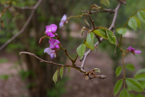 sangkala (Millettia mossambicensis)