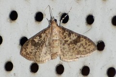 Palpita freemanalis