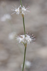 Eriogonum panamintense