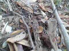 Trimorphodon quadruplex