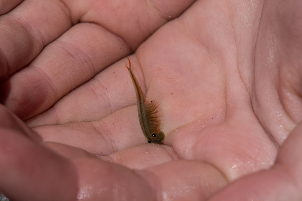 Colorado Spiny Tailed Fairy Shrimp