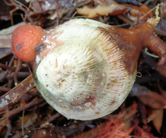 Homophyllia australis