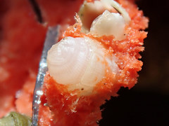 Acastinae